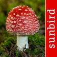 Pilze Sammeln + Bestimmen