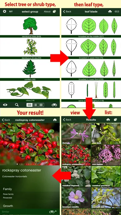 Tangkapan layar Tree Id USA - identify over 1000 of America's native species of Trees, Shrubs and Bushes