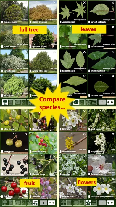 Tangkapan layar Tree Id USA - identify over 1000 of America's native species of Trees, Shrubs and Bushes