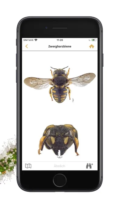Screenshot di Wildbienen Id BienABest