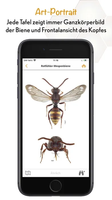 Screenshot di Wildbienen Id BienABest