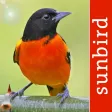 Bird Id USA - backyard birds