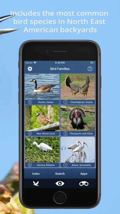 Tangkapan layar Bird Id USA - backyard birds
