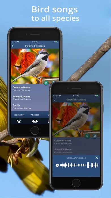 Tangkapan layar Bird Id USA - backyard birds