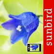 Blumen Id Automatik Blumen Id Automatik