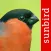 Bird Id - Garden Birds Germany