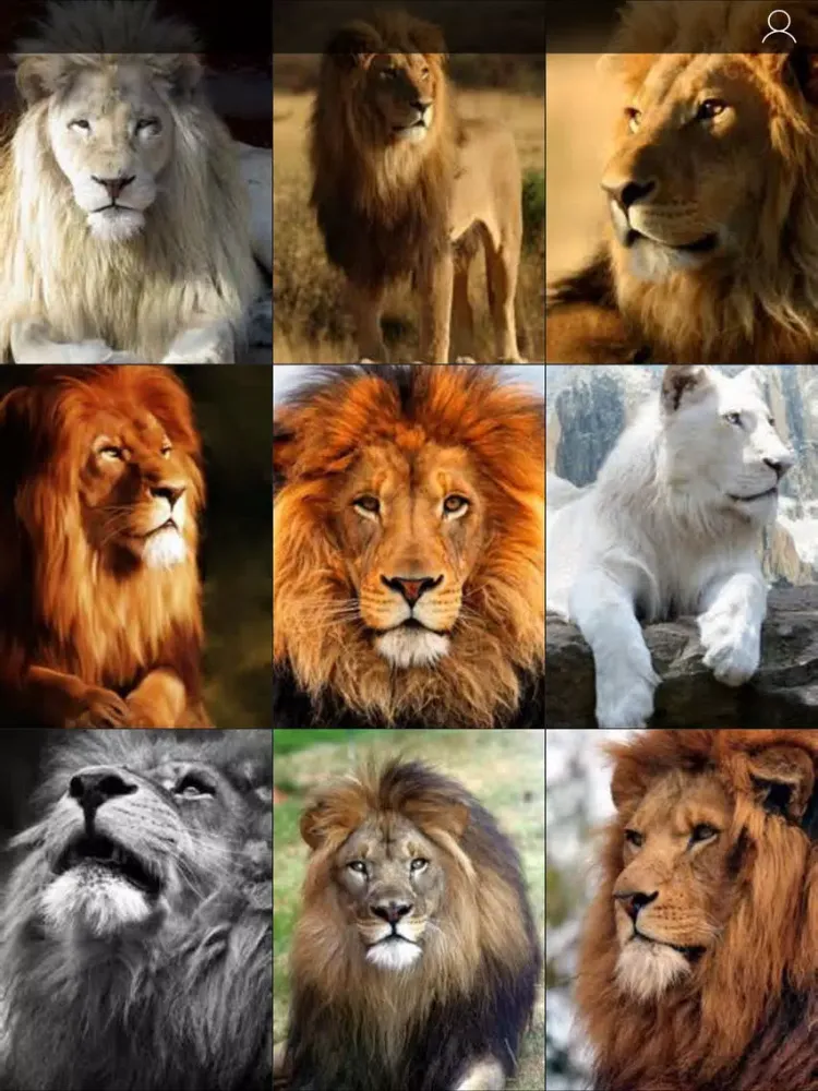 Lion Wallpapers HD - Great Lions Pictures Catalog iPad  Screenshots