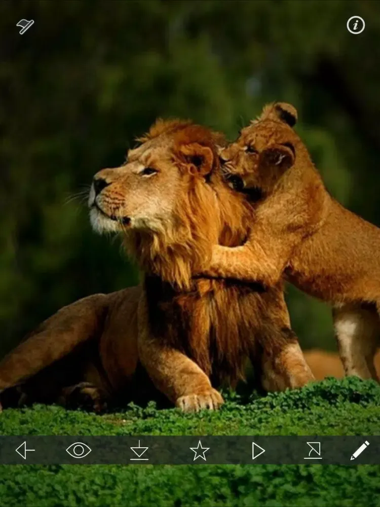 Lion Wallpapers HD - Great Lions Pictures Catalog iPad  Screenshots