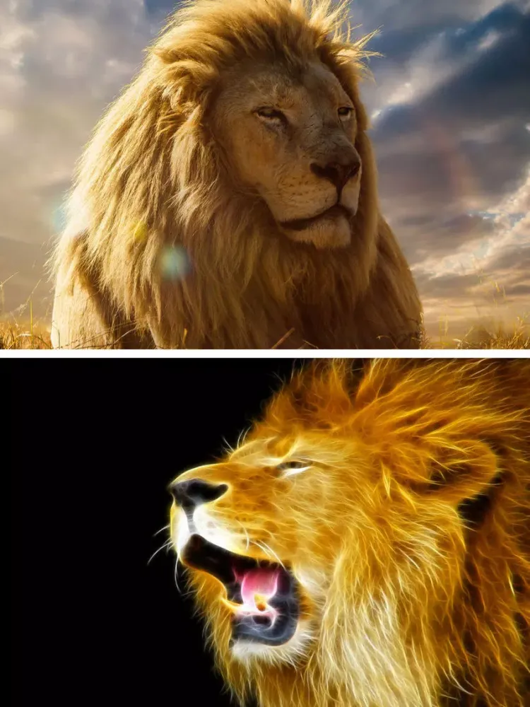Lion Wallpapers HD - Great Lions Pictures Catalog iPad  Screenshots