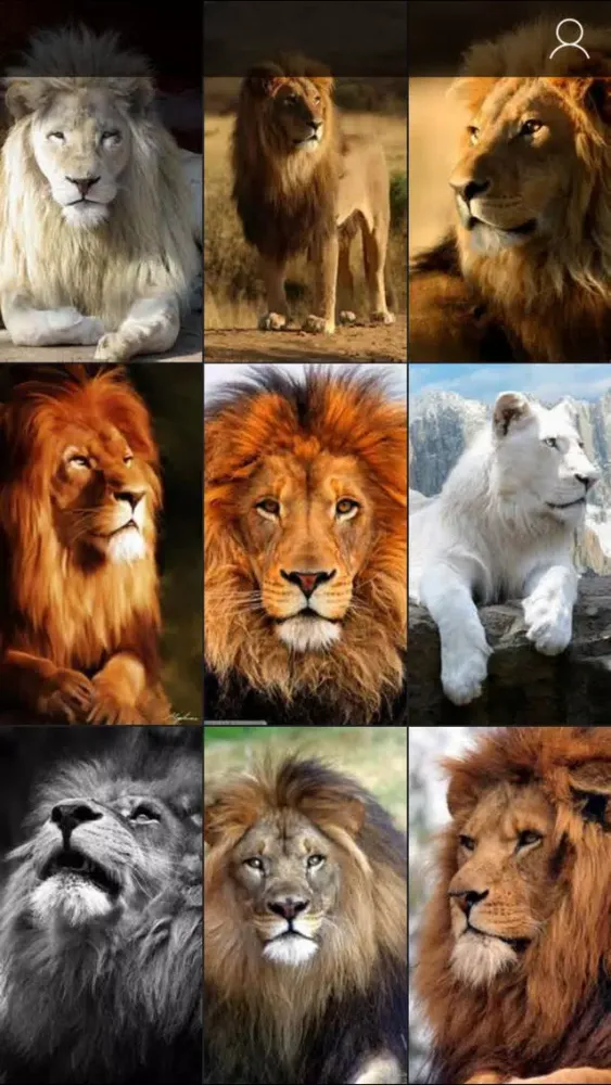 Lion Wallpapers HD - Great Lions Pictures Catalog Screenshots