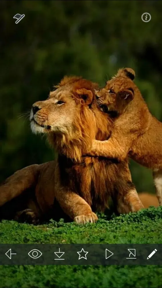 Lion Wallpapers HD - Great Lions Pictures Catalog Screenshots
