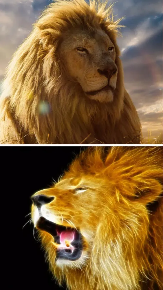 Lion Wallpapers HD - Great Lions Pictures Catalog Screenshots