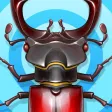 Bugs Life in the Forest - Bugs Collector