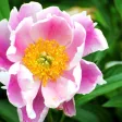 Armitage’s Great Garden Plants
