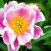 Armitage’s Great Garden Plants