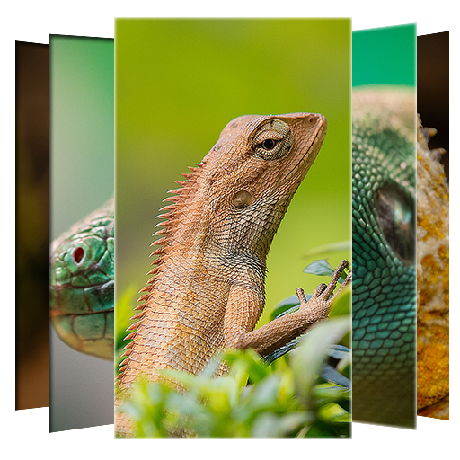 Lizard Wallpapers and Backgrou
