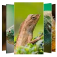 Lizard Wallpapers and Backgrou
