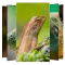 Lizard Wallpapers and Backgrou