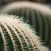 Cactus Wallpapers