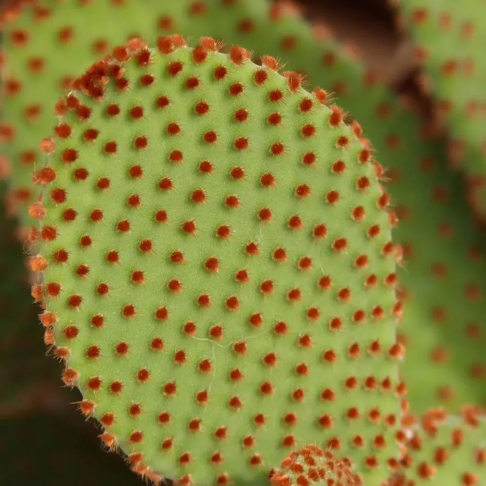Tangkapan skrin Cactus Wallpapers