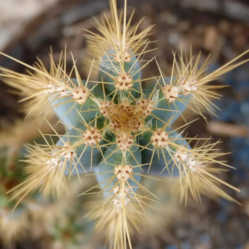 Tangkapan skrin Cactus Wallpapers