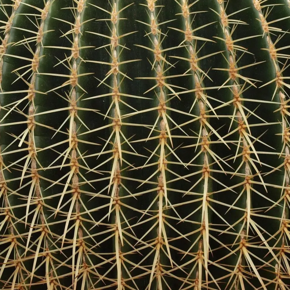 Tangkapan skrin Cactus Wallpapers