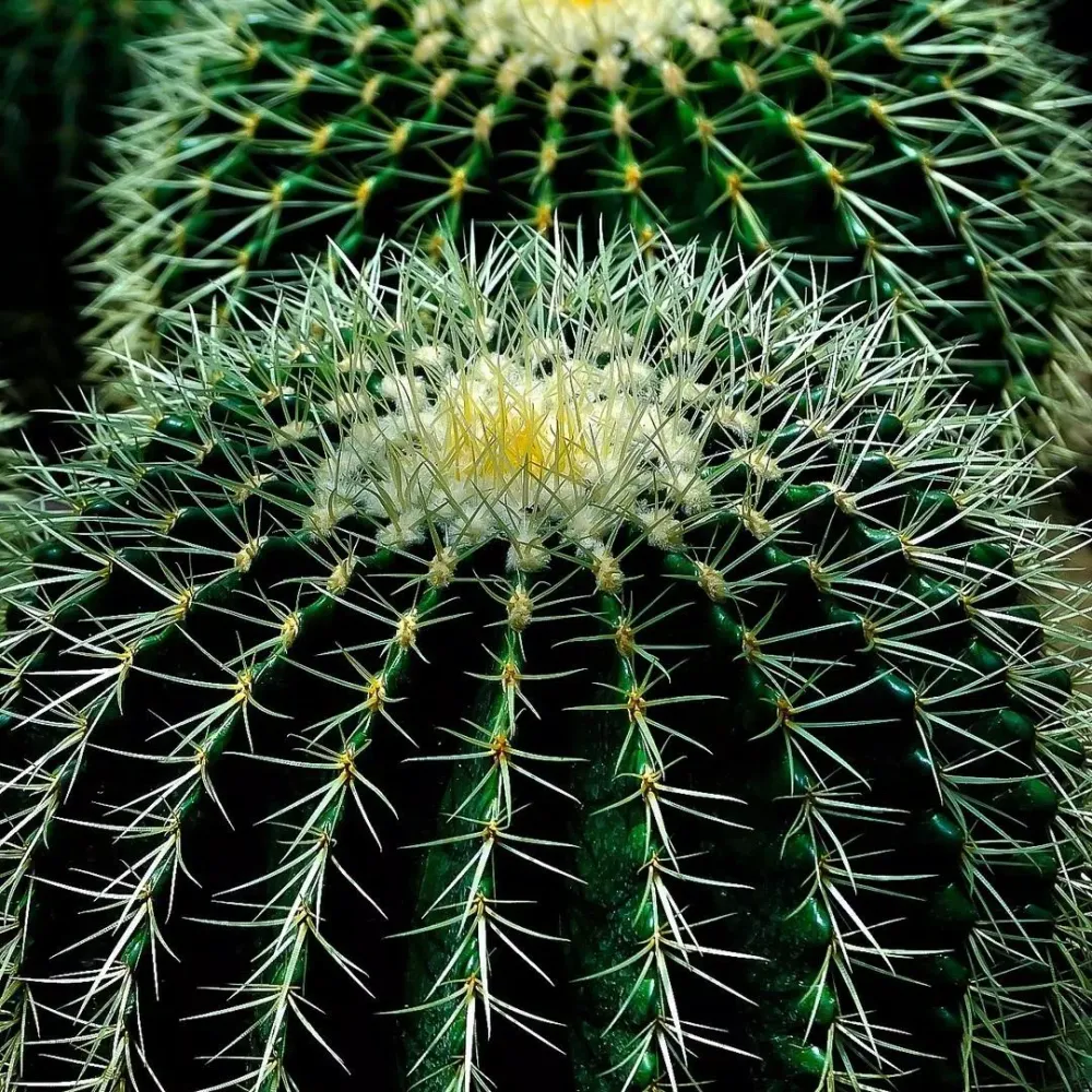 Tangkapan skrin Cactus Wallpapers