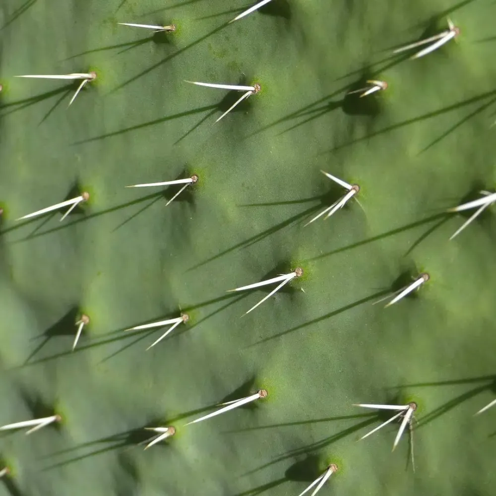 Tangkapan skrin Cactus Wallpapers