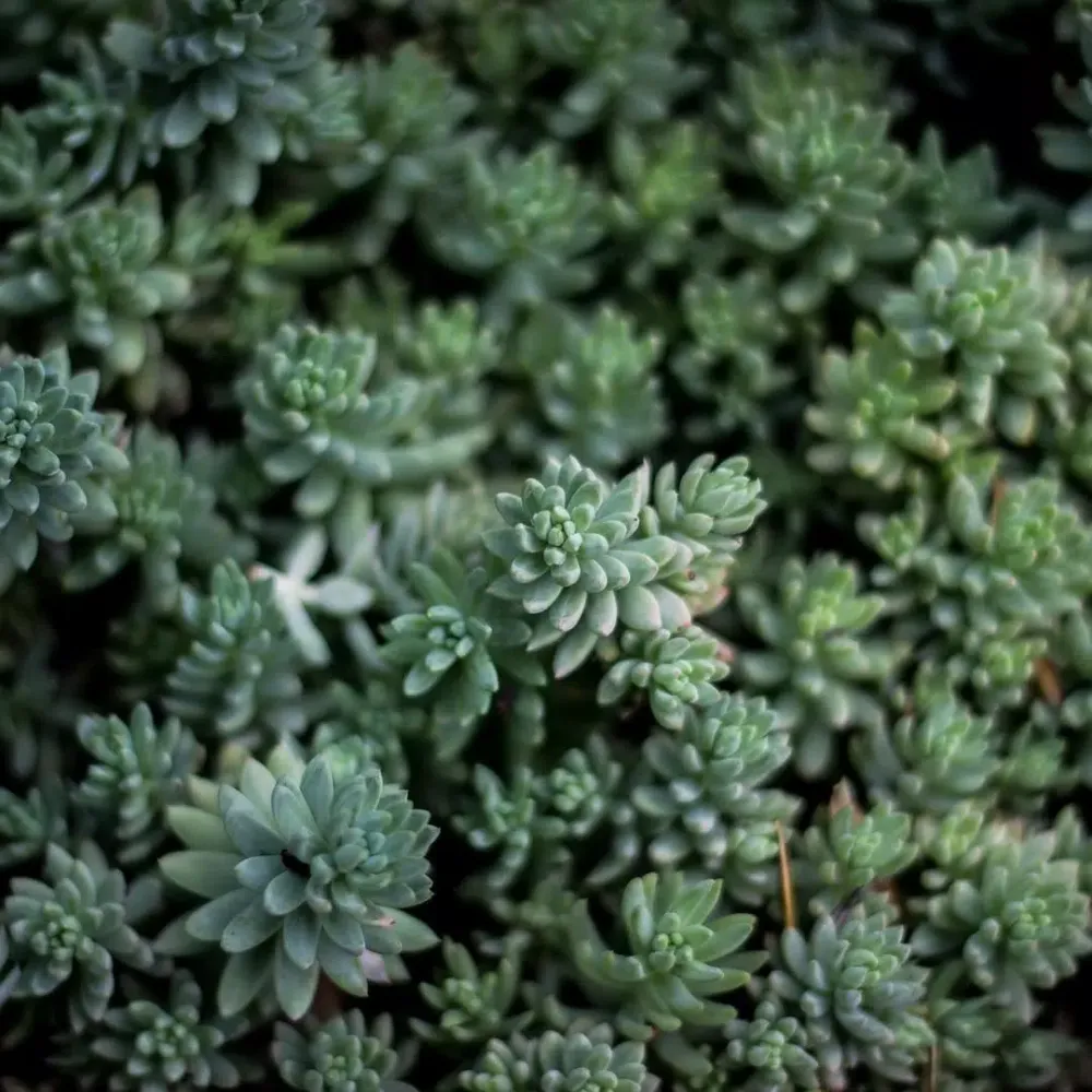 Tangkapan skrin Cactus Wallpapers