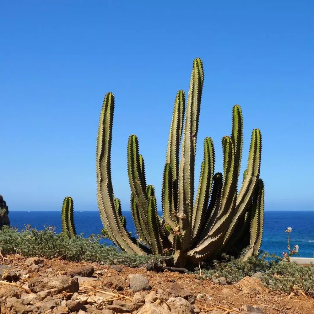 Tangkapan skrin Cactus Wallpapers