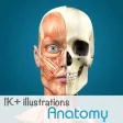 Anatomy - 1K+ Illustrations