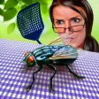 Fly Insect Wild Life Simulator