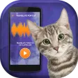 Cat Simulator Translator