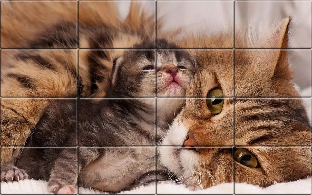 Tile Puzzle Cats Screenshots