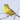 Canary Bird Sounds