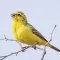 Canary Bird Sounds