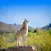 Coyote Sounds Pro