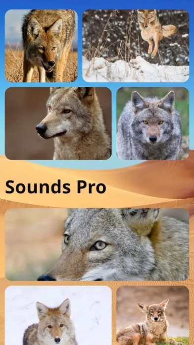 Coyote Sounds Pro Ekran Görüntüleri