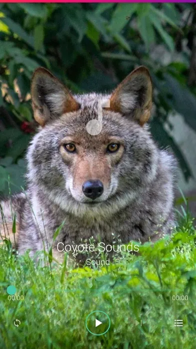 Coyote Sounds Pro Ekran Görüntüleri