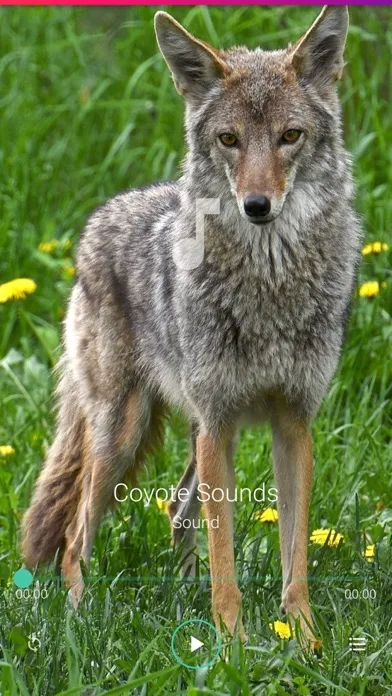 Coyote Sounds Pro Ekran Görüntüleri