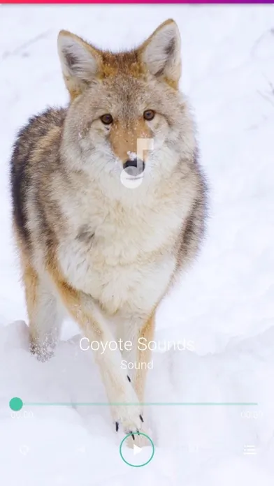 Coyote Sounds Pro Ekran Görüntüleri