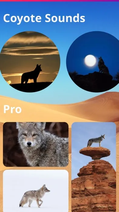 Coyote Sounds Pro Ekran Görüntüleri