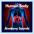 Human Body Anatomy Sounds Human Body Anatomy Sounds