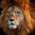 Wildlife Africa Wallpapers