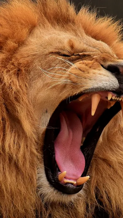 Wildlife Africa Wallpapers سکرین شاٹس