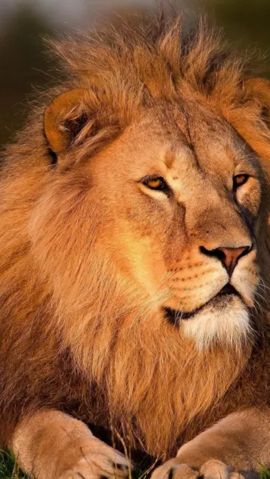 Wildlife Africa Wallpapers سکرین شاٹس