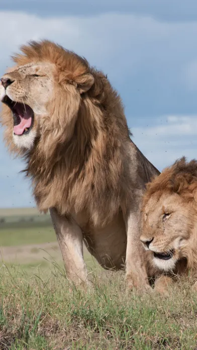Wildlife Africa Wallpapers سکرین شاٹس