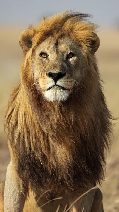 Wildlife Africa Wallpapers سکرین شاٹس