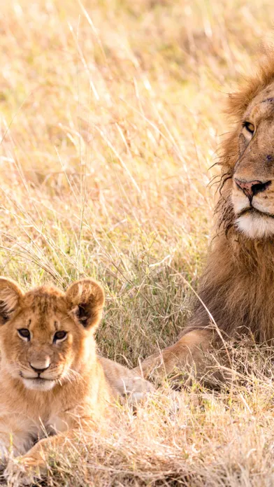 Wildlife Africa Wallpapers سکرین شاٹس
