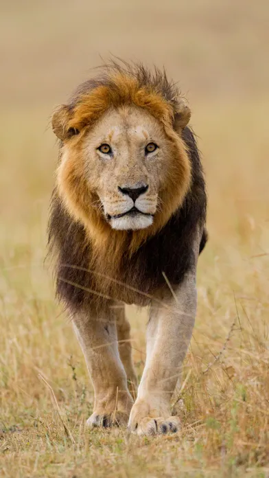 Wildlife Africa Wallpapers سکرین شاٹس